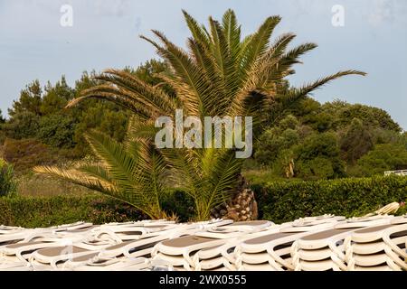 Chaises longues pliées et grand palmier sur une plage à Rhodes, Grèce Banque D'Images