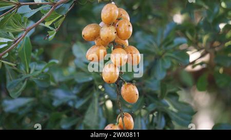 Fibraurea tinctoria (Akar badi). Cette plante a longtemps été connue comme le Bornéo natif utilisé en médecine traditionnelle pour traiter le diabète Banque D'Images