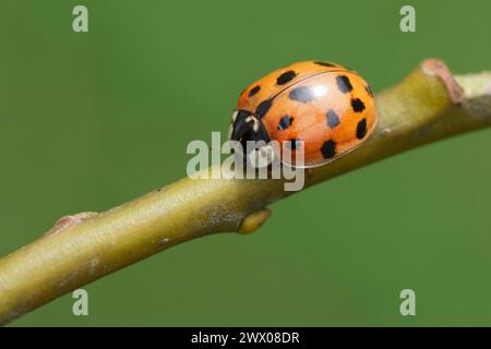 Gros plan détaillé sur une coccinelle asiatique prédatrice, Harmonia axyridis sur une brindille Banque D'Images
