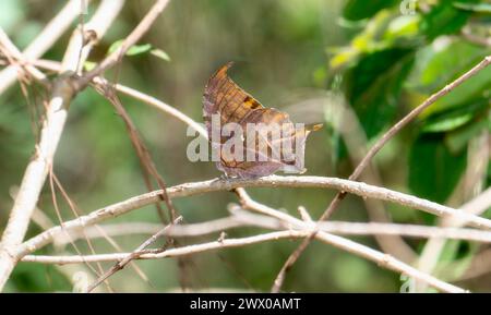 Un papillon Leafwing à veines noires, Consul excellens ssp. genini au Mexique, aux ailes brunes et jaunes, repose délicatement sur une branche d'arbre. Banque D'Images