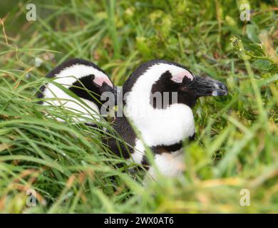 Deux petits pingouins africains, Spheniscus demersus, sont couchés dans l'herbe verte luxuriante. En Afrique du Sud. Banque D'Images