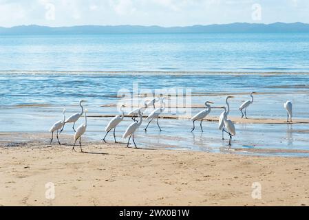 Plusieurs hérons blancs sur le bord d'une plage. Oiseau de mer à la recherche de nourriture. Banque D'Images