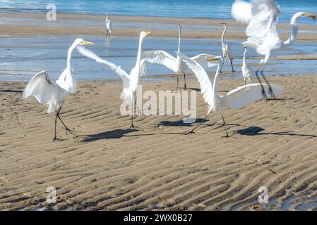 Plusieurs hérons blancs sur le bord d'une plage. Oiseau de mer à la recherche de nourriture. Banque D'Images