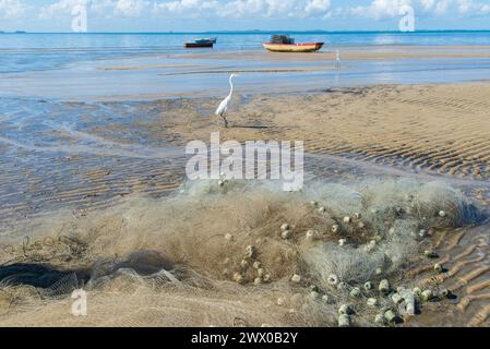 Hérons au bord d'une plage. Ciel bleu avec plusieurs nuages blancs. Seabird. Animaux sauvages. Banque D'Images