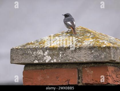 Un mâle Black Redstart se nourrissant dans les jardins des cottages Weybourne Coast Guards, Norfolk, Royaume-Uni Banque D'Images