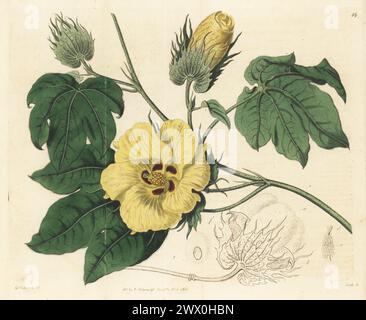 Cotonnier ou coton de la Barbade, Gossypium barbadense. Originaire des Antilles, tiré d’un spécimen de la collection de John Hall à Notting Hill. Gravure sur cuivre colorée à la main par P.W. Smith d'après une illustration botanique de Sydenham Edwards tirée de son propre registre botanique, J. Ridgeway, Londres, 1815. Banque D'Images