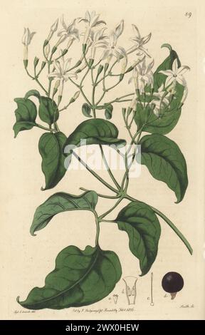 Jasmin azorien ou jasmin à feuilles de lierre, Jasminum azoricum. Originaire de l'île de Madère, dessinée à la pépinière John Rolls, King's Road, Chelsea. Gravure sur cuivre colorée à la main par P.W. Smith d'après une illustration botanique de Sydenham Edwards tirée de son propre registre botanique, J. Ridgeway, Londres, 1816. Banque D'Images