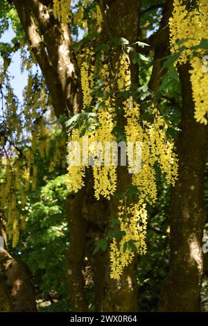 Un Laburnum (arbre à chaîne dorée) en pleine floraison à Vancouver, en Colombie-Britannique Banque D'Images