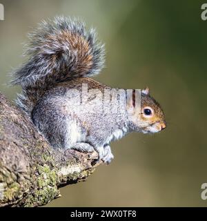 Écureuil gris, Sciurus carolinensis dans une forêt en hiver Banque D'Images
