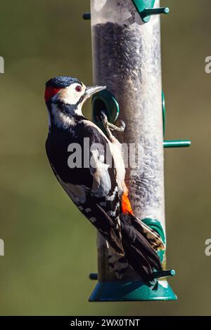 Mâle de grand pic tacheté, Dendrocopos major, oiseau sur la mangeoire en forêt en hiver Banque D'Images