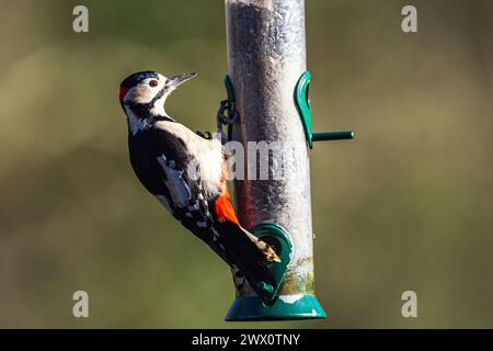 Mâle de grand pic tacheté, Dendrocopos major, oiseau sur la mangeoire en forêt en hiver Banque D'Images