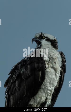 Osprey nichant près d'un lagon Banque D'Images