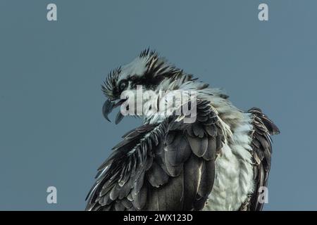 Osprey nichant près d'un lagon Banque D'Images