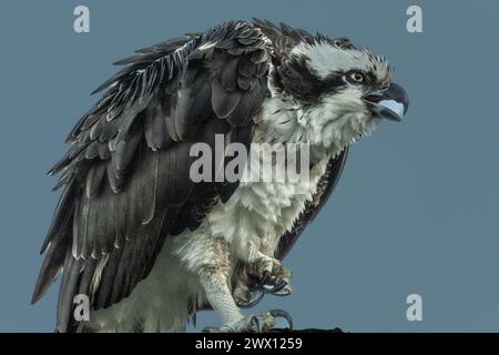 Osprey nichant près d'un lagon Banque D'Images