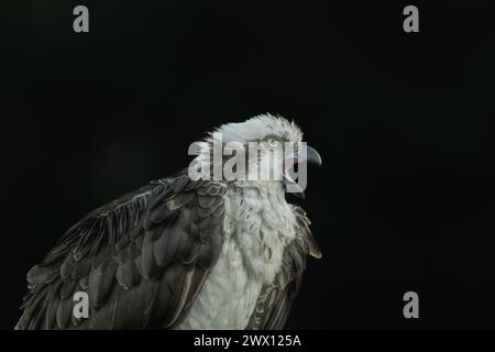 Osprey nichant près d'un lagon Banque D'Images