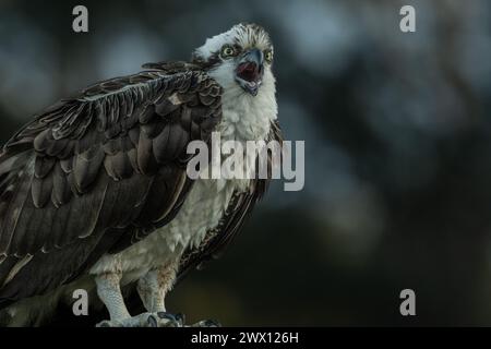 Osprey nichant près d'un lagon Banque D'Images