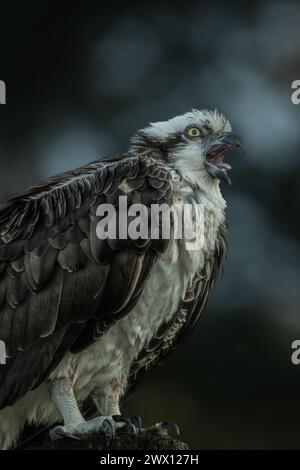 Osprey nichant près d'un lagon Banque D'Images