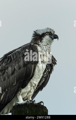 Osprey nichant près d'un lagon Banque D'Images