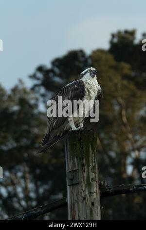 Osprey nichant près d'un lagon Banque D'Images