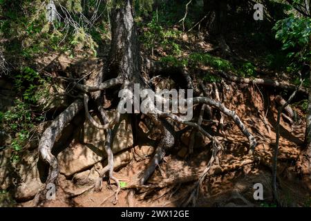 Racines d'arbres exposées sur une pente rocheuse dans la forêt Banque D'Images