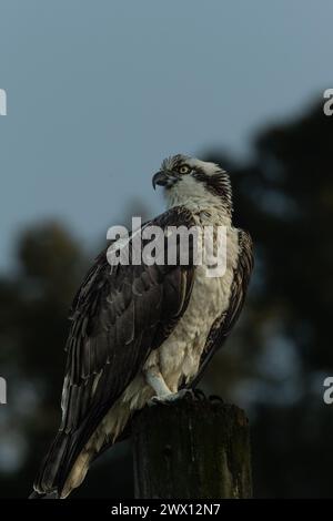 Osprey nichant près d'un lagon Banque D'Images