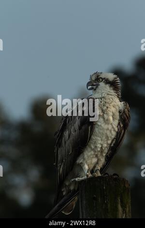 Osprey nichant près d'un lagon Banque D'Images