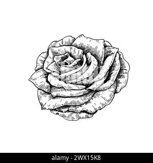 Illustration rose noir et blanc dans le style de gravure vintage isolé sur fond blanc. Illustration vectorielle. Illustration de Vecteur