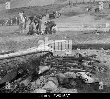 Marquer des fers dans un feu sur un ranch où les cow-boys marquent le bétail comme on le voit dans l'arrière-plan CA. années 1940 Banque D'Images