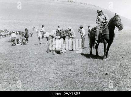 Les cow-boys amérindiens qui marquent le bétail dans un ranch du Wyoming CA. années 1940 Banque D'Images