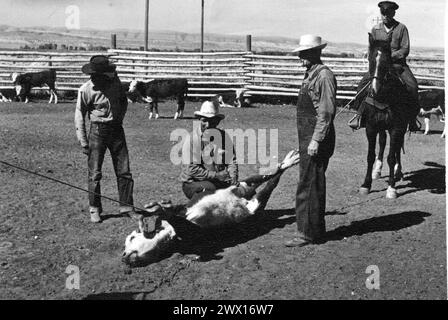 Cow-boys amérindiens sur un ranch du Wyoming avec le veau attaché pour la marque CA. 1938 Banque D'Images