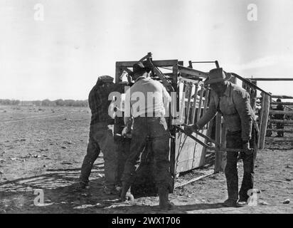 Cow-boys sur un ranch du Wyoming avec un veau ou une vache dans une chute env. 1936-1938 Banque D'Images