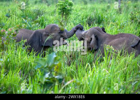 Les éléphants sauvages jouent dans une végétation luxuriante adjacente à la route près de Habarana, dans le centre du Sri Lanka. Banque D'Images