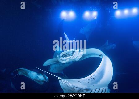 Raies manta de récif, Mobula alfredi, alimentation filtrante sur plancton attirée par des lumières émises la nuit sur des flotteurs pour plongeurs, Makako Bay, Kona, Hawaii Banque D'Images