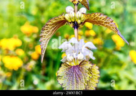 Gros plan de l'ortie morte, Pologne. (Lamium purpureum) Banque D'Images