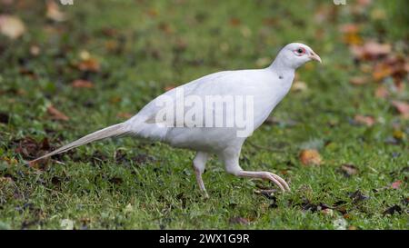 Faisan [ Phasianus colchicus ] oiseau leuciste sur pelouse Banque D'Images