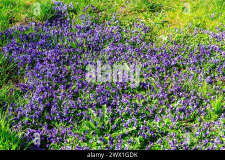 Duftveilchen Viola odorata in Blüte, Saxe, Deutschland *** Viola odorata parfumé violette en fleurs, Saxe, Allemagne Banque D'Images
