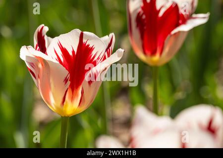 Tulipes en fleurs au jardin botanique d'Atlanta à Midtown Atlanta, Géorgie. (ÉTATS-UNIS) Banque D'Images