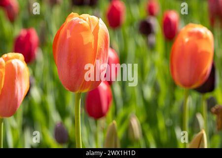 Tulipes printanières colorées au jardin botanique d'Atlanta à Midtown Atlanta, Géorgie. (ÉTATS-UNIS) Banque D'Images