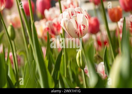 Tulipes printanières en fleurs au jardin botanique d'Atlanta à Midtown Atlanta, Géorgie. (ÉTATS-UNIS) Banque D'Images