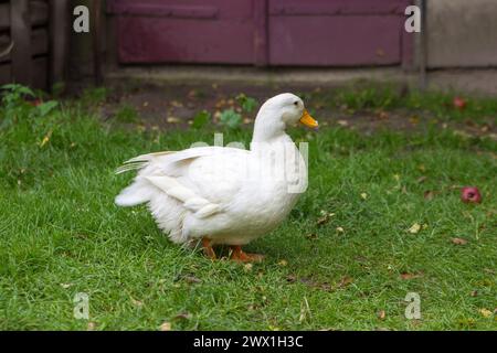 Un canard domestique dans la cour en été sur l'herbe Banque D'Images