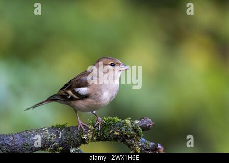 Chaffinch eurasien [ Fringilla coelebs ] oiseau femelle sur branche moussue Banque D'Images
