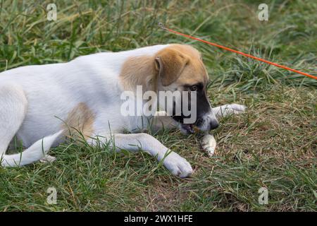 Un chiot mange un poisson sur la rive d'un lac Banque D'Images