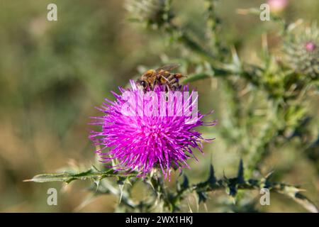 sur une fleur violette d'un chardon se trouve une abeille Banque D'Images