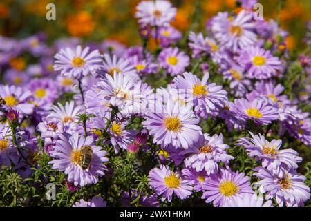 fleurs d'automne dans le jardin fleurs violettes, beau fond de fleur d'aster Banque D'Images