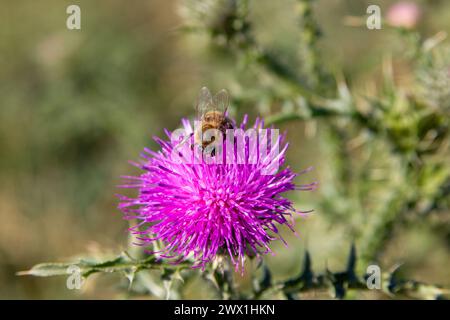 bourdon recueille le nectar d'une fleur de chardon Banque D'Images