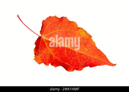 une feuille d'automne isolée sur fond blanc Banque D'Images