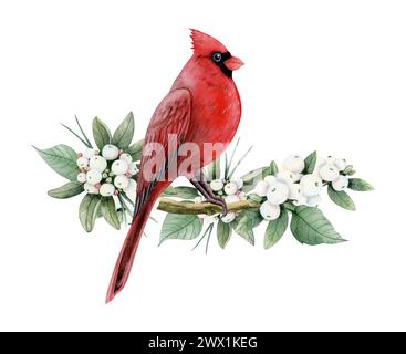 Oiseau de Noël cardinal rouge sur branche de baie de neige avec illustration aquarelle de baies blanches pour les conceptions de vacances d'hiver Banque D'Images