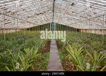 Ananas plants d'ananas cultivés dans une serre à Punta Delgada dans les îles des Açores au Portugal Banque D'Images