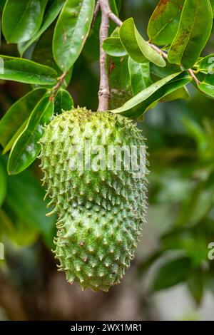 Soursop, appelé graviola, guyabano et en Amérique latine guanabana. Fruit d'Annona muricata, un arbre à feuilles larges, fleuri, à feuilles persistantes. Départ Magdalena Banque D'Images
