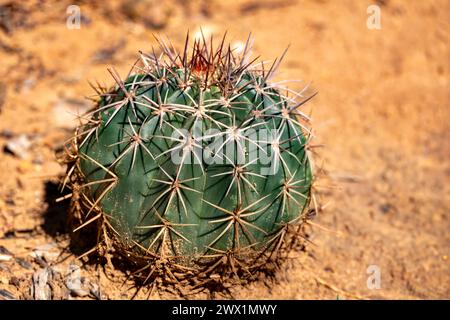 Melocactus curvispinus, connu sous le nom de Turks cap cactus, ou Papes head cactus. Département de la Guajira, Colombie Banque D'Images